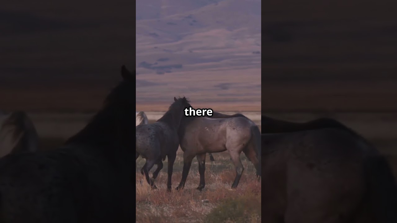 Discovering Canada's Wild Horse Paradise!