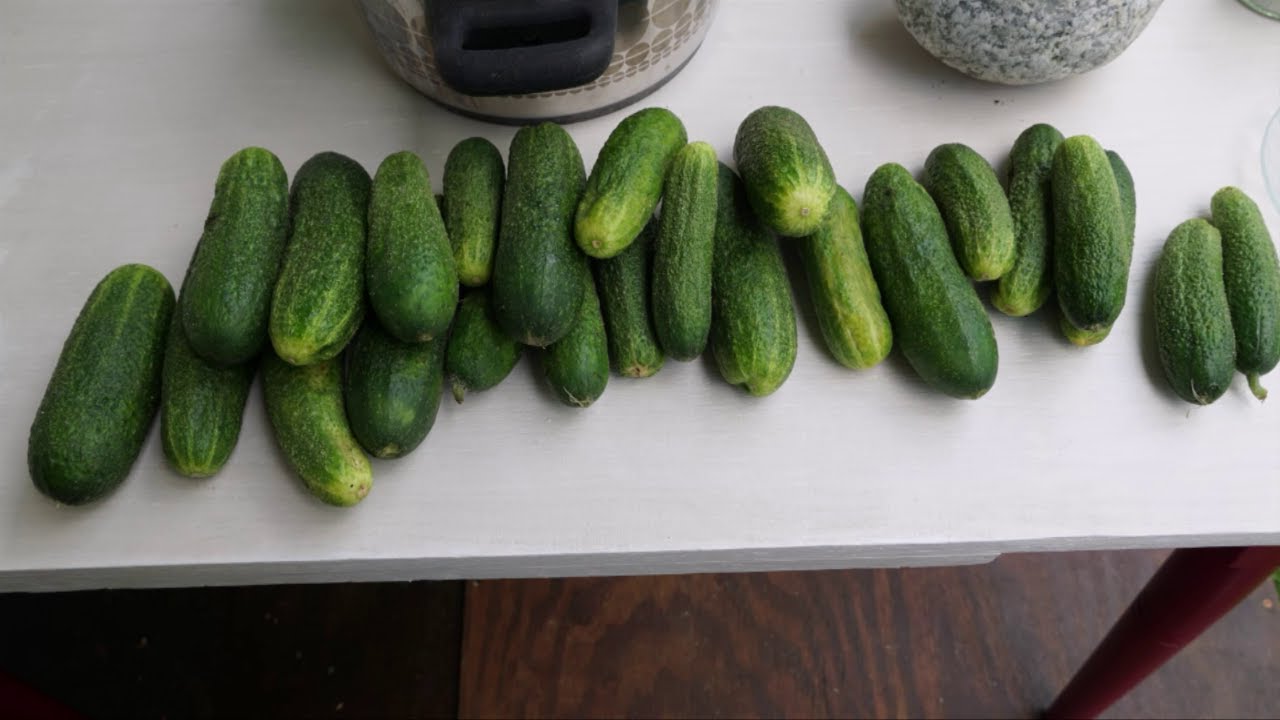 Salzgurken auf böhmische Art