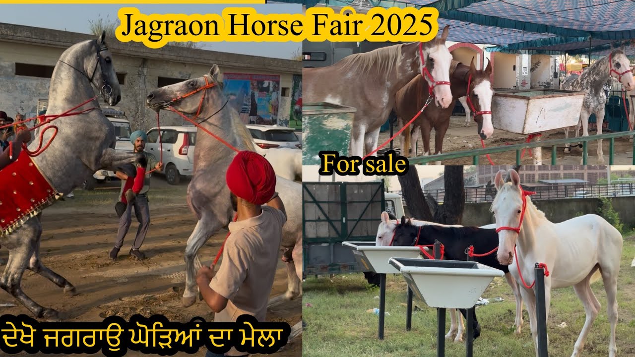 Jagraon Horse Fair 2025 ਦੇਖੋ ਜਗਰਾਉ ਘੋੜਿਆਂ ਦਾ ਮੇਲਾ #beanttulewal #jagraonhorsefair2025