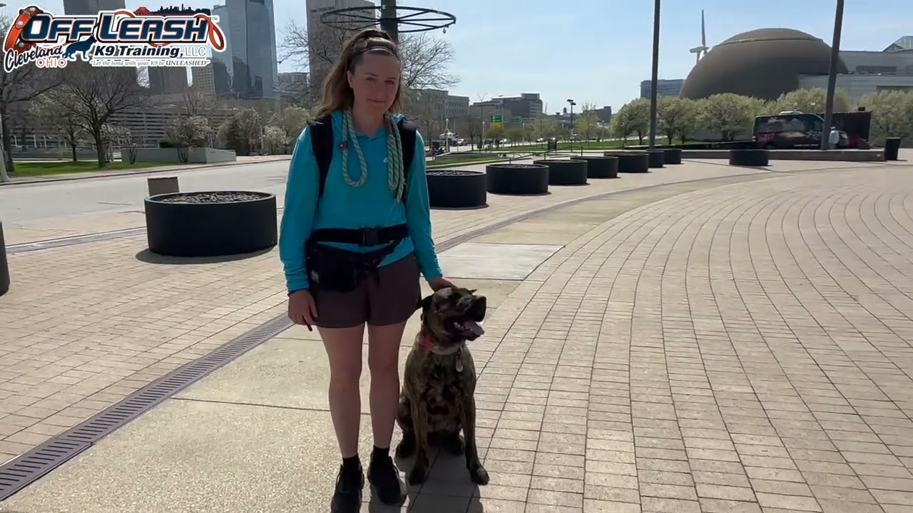 Honey | 2 Year Old Cane Corso/Dane Mix  | Best Dog Trainer Cleveland, Ohio | Off Leash Obedience