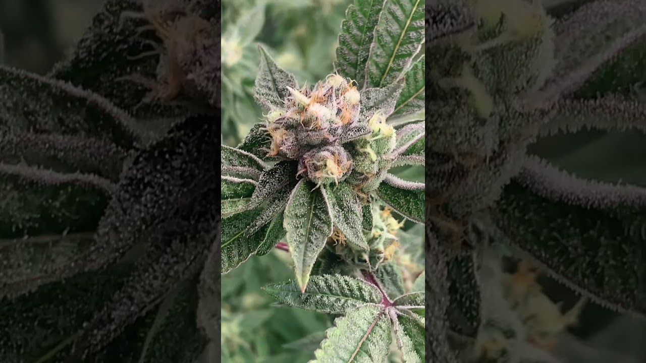 Brain Cake Week 6 #Ripperseeds