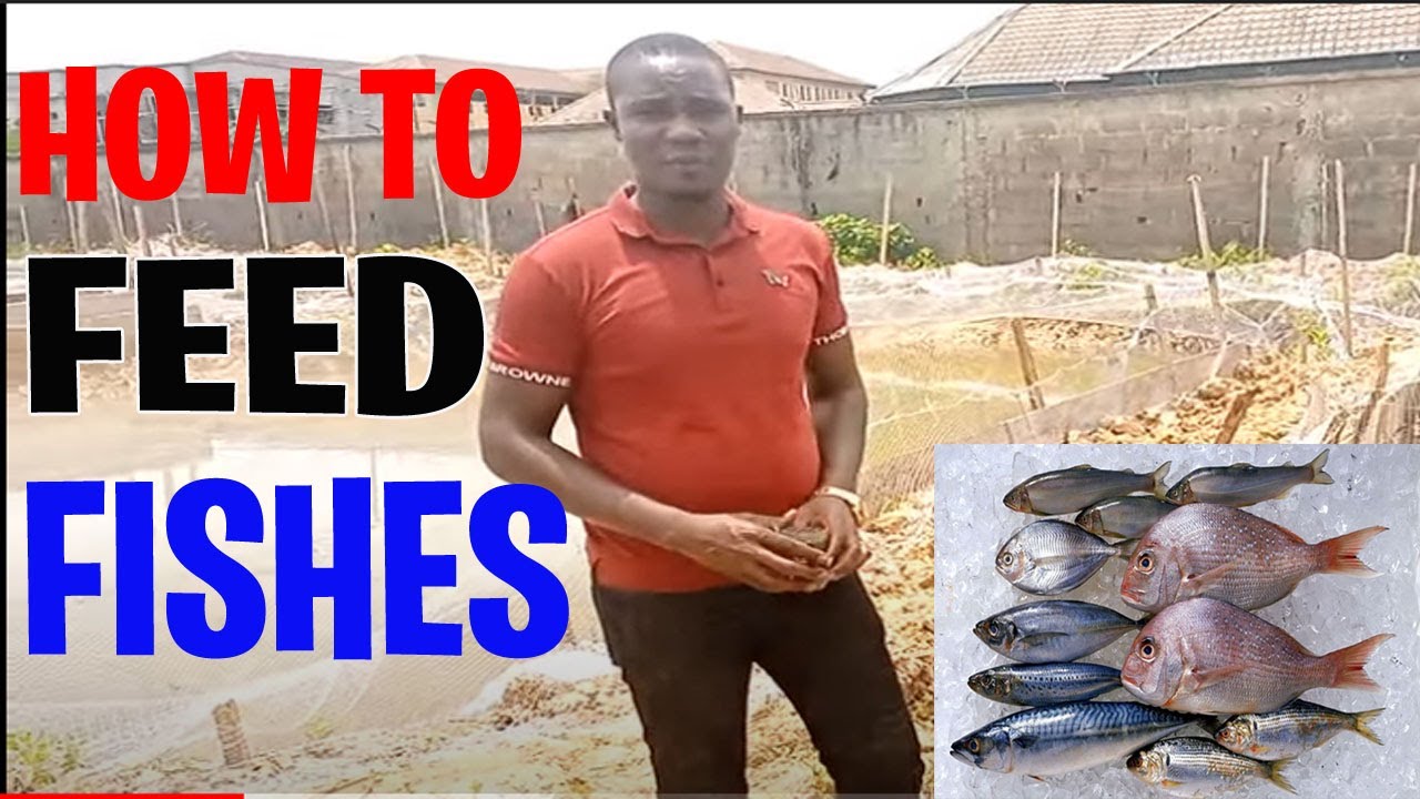 Fish Farming: How to feed fishes properly