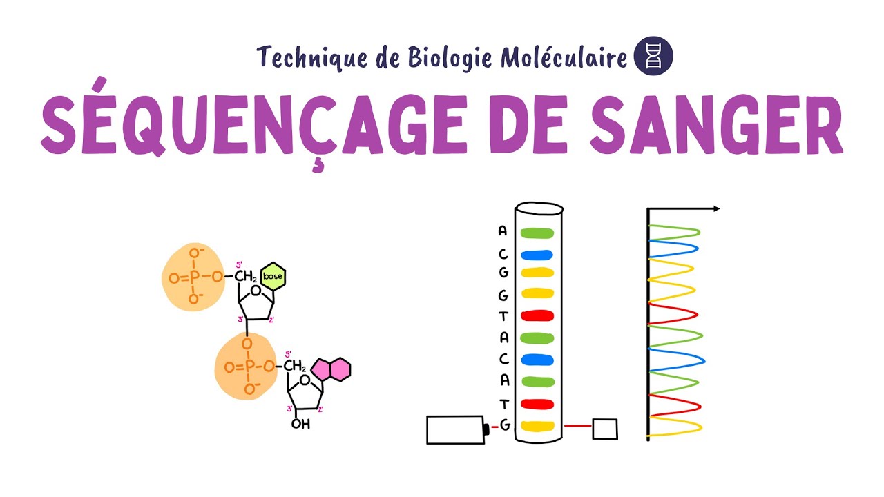 S&eacute;quen&ccedil;age de Sanger | Biochimie Facile