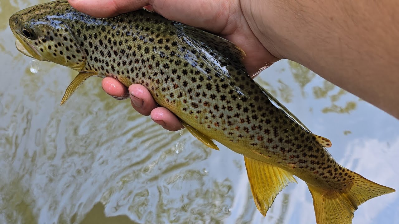 Trout trip on the Mad River, Ohio