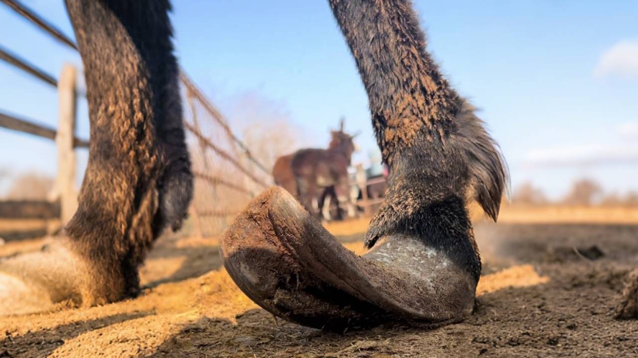 Hooves flip up, feet tightly wrapped, today's release of freedom!【Asmr Hoof】