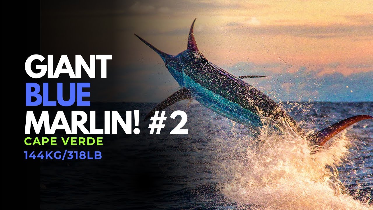 144kg Blue Marlin Cape Verde