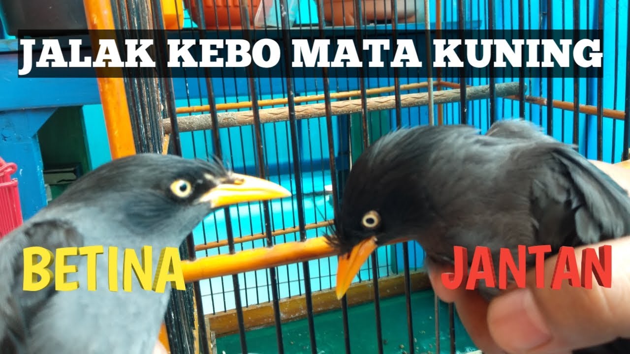 cara membedakan jalak kebo jantan dan betina || Jalak Kebo Mata Kuning