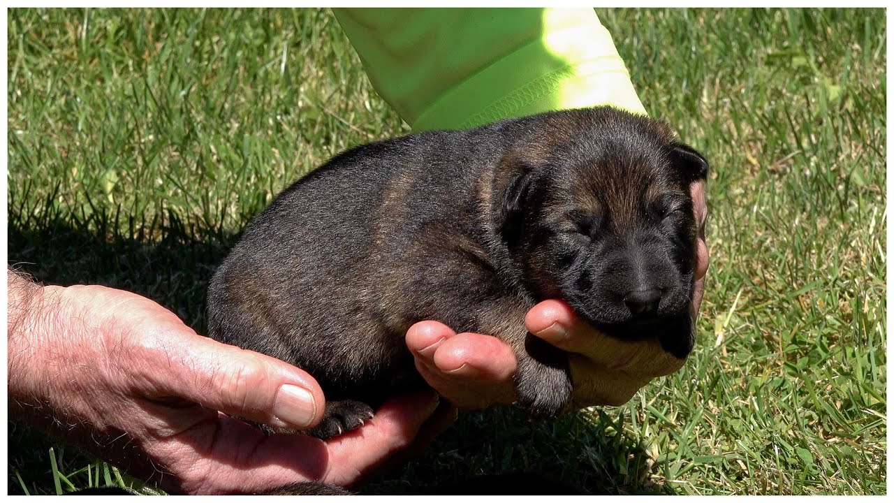 Chira's Spring Puppies: 5 Days Old and Adorable!