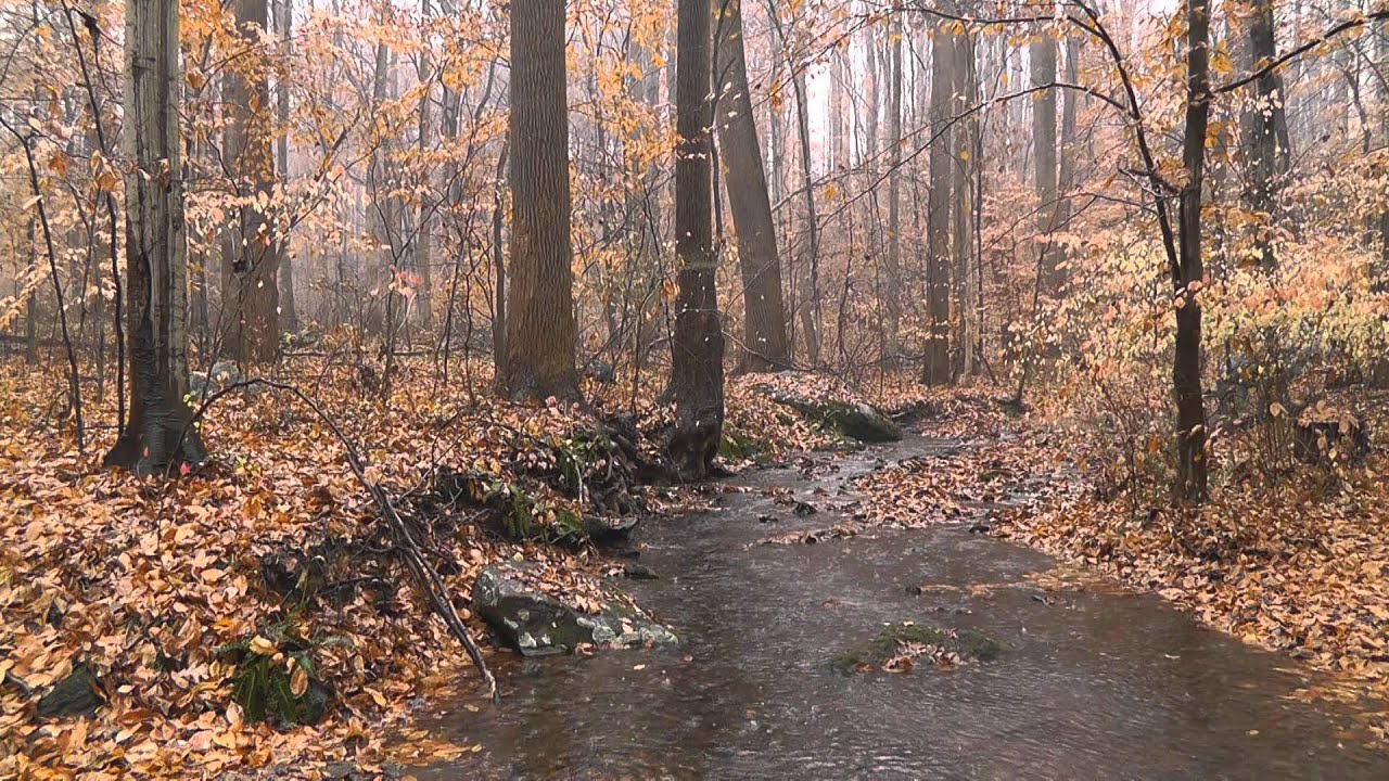Rain in the Woods (Nature Sounds Series #2) - Rain Sounds, Woodland Ambiance, Trickling Streams