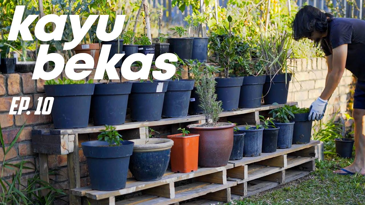 Memanfaatkan Kayu Bekas dan Update Kebun - Berkebun Eps. 10