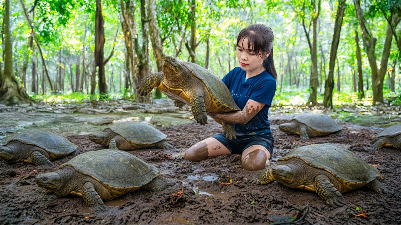 Mãe Solteira Captura Tartarugas Gigantes e Leva ao Mercado – Encontro com Cobra Selvagem