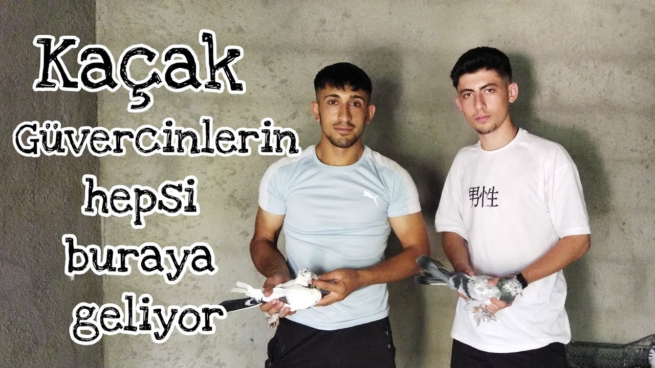 ''KAÇAK GÜVERCİNLER BENDEN SORULUR'' DAĞÖNÜ KÖYÜNDEN NAİM ADANAŞ KARDEŞİME MİSAFİR OLDUK!