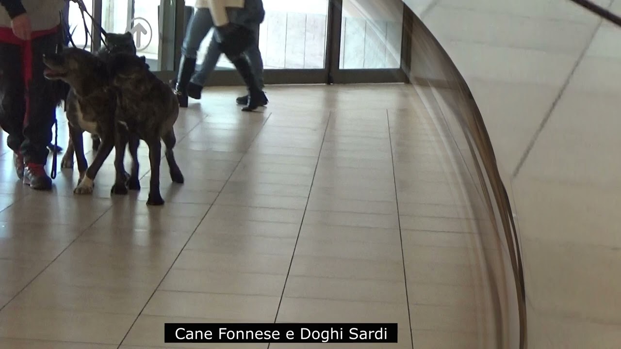 Cane Fonnese - Dogo Sardo vs Jack Russell