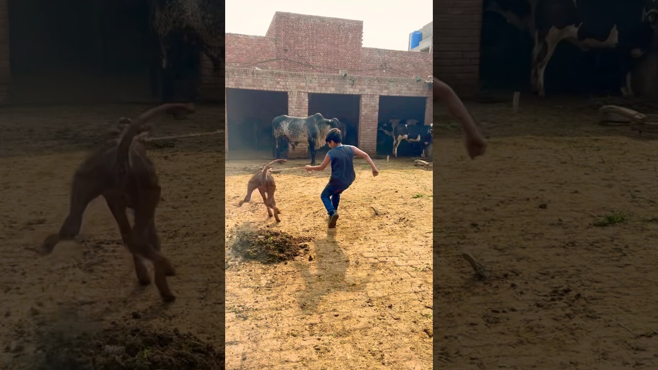Bull out of control #cow #bakraeid #cowvideos #trending #animals #animalshorts #bulllovers #bull