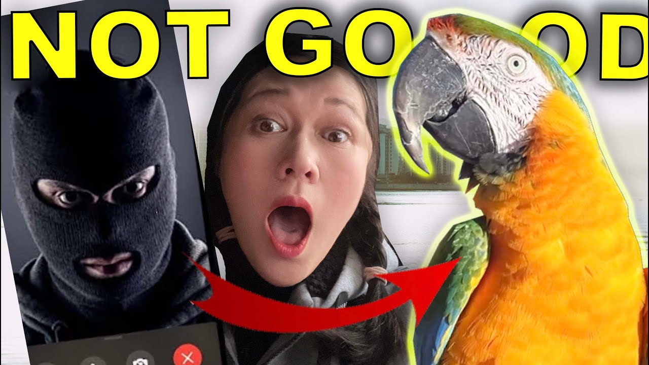 FREE FLYING MACAWS MEETUP! And STRANGERS are calling my Bird
