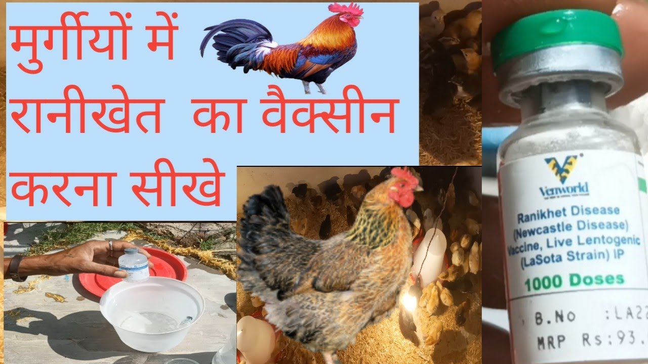 रानीखेत का वैक्सीन कैसे करें!! लासोटा की वैक्सीन करने का तरीका!! मुर्गीयों में टीकाकरण कैसे करें!!