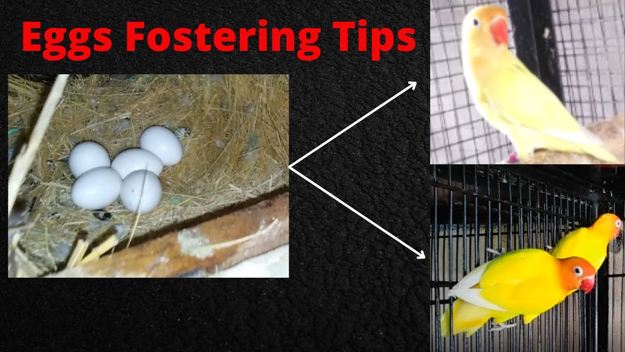 Lovebirds Egg Fostering Tip | Fostering Tips | How to foster Lovebirds eggs | Eggs fostering process