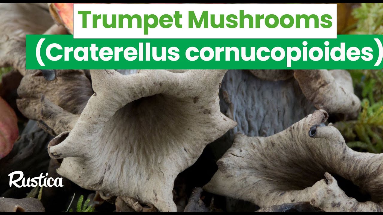 🍄 Discover the Secrets of the Black Trumpet Mushrooms (Craterellus cornucopioides) 🍄
