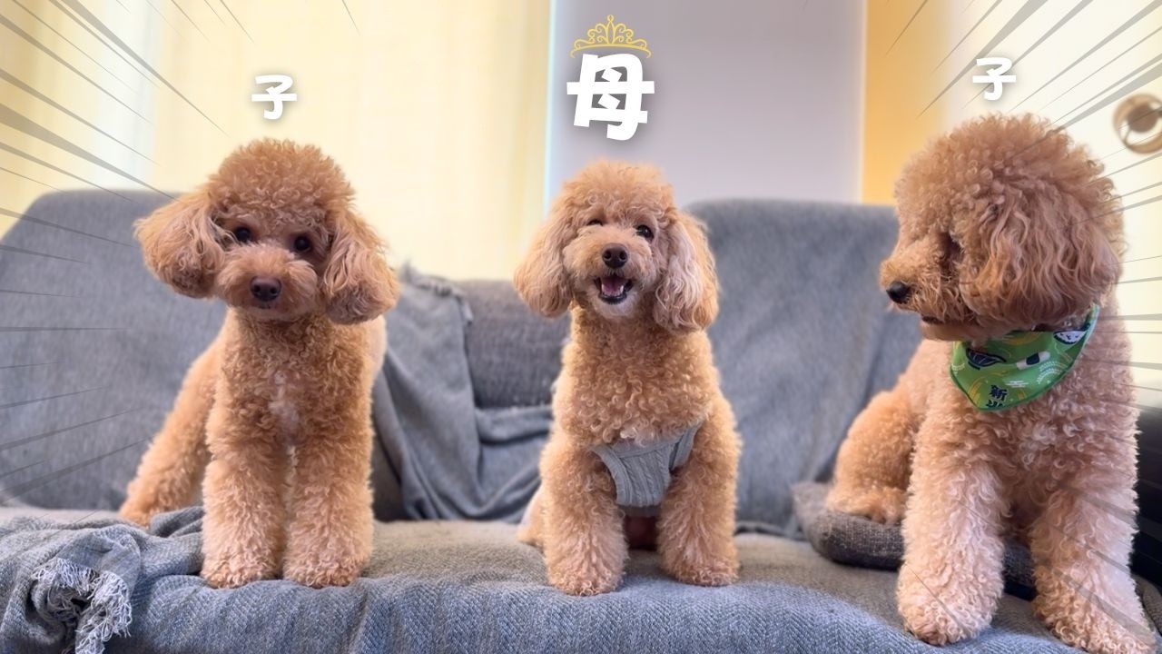 久々に動画のメインを飾った母親だが波乱だらけだった【多頭飼い】