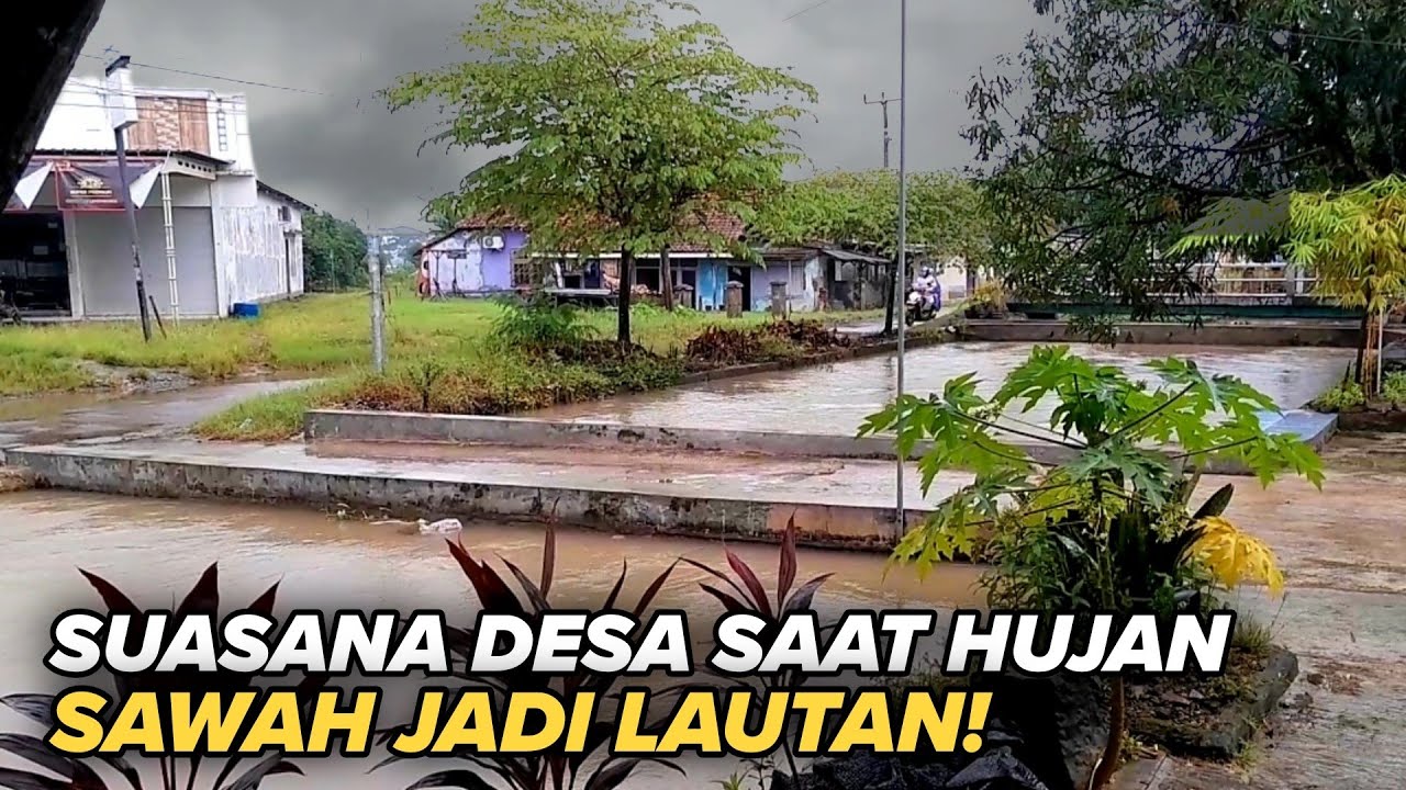 Suasana Desa Saat Hujan 🌧️ Sawah Tergenang Air | Pemandangan Desa Adem & Menenangkan
