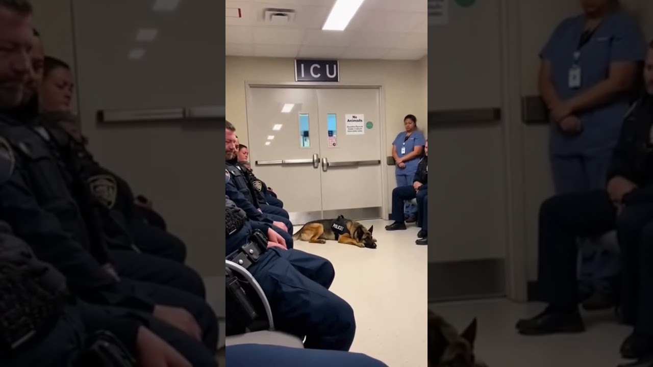 The Moment Every Cop in the Room Stood &mdash; The K9 Refused to Leave His Partner 💔🐾