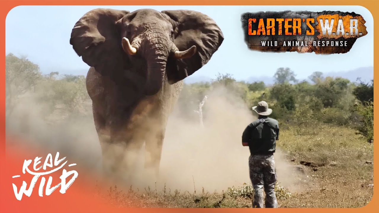 Inside The Hunt For Vicious Elephant Poachers | Carters WAR