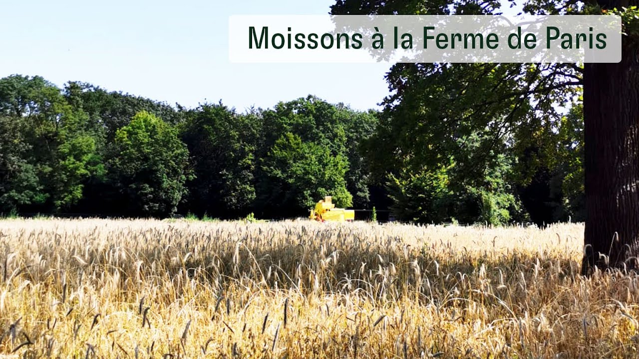 Moissons &agrave; la Ferme de Paris