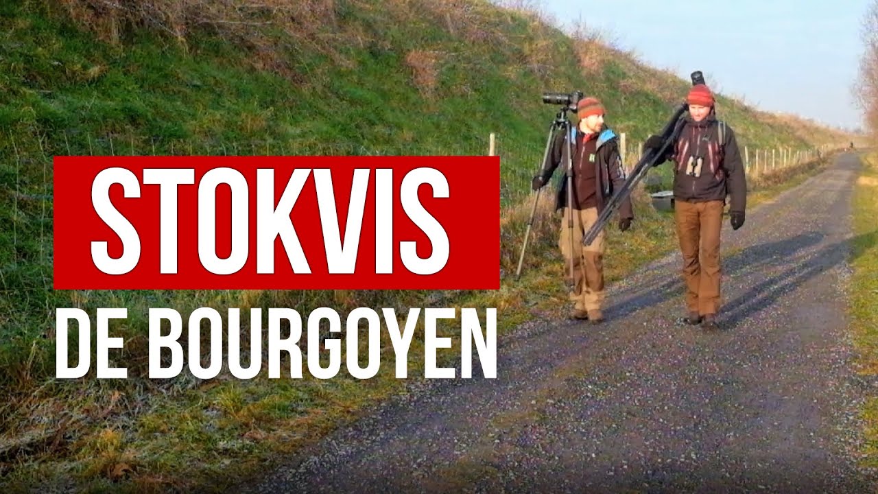 De Bourgoyen - STOKVIS