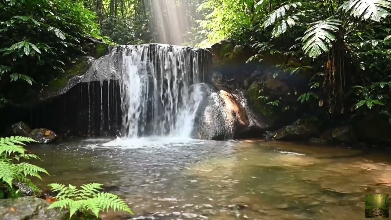 1 Hour Morning Forest Dawn Music for Emotional Healing and Inner Balance