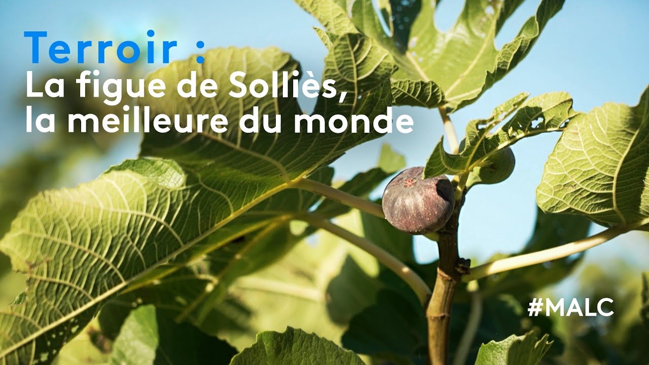 Terroir : la figue de Solliès, la meilleure du monde