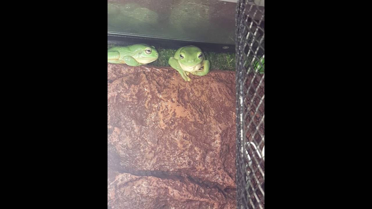 Magnificent Tree Frog (Litoria splendida) calling.