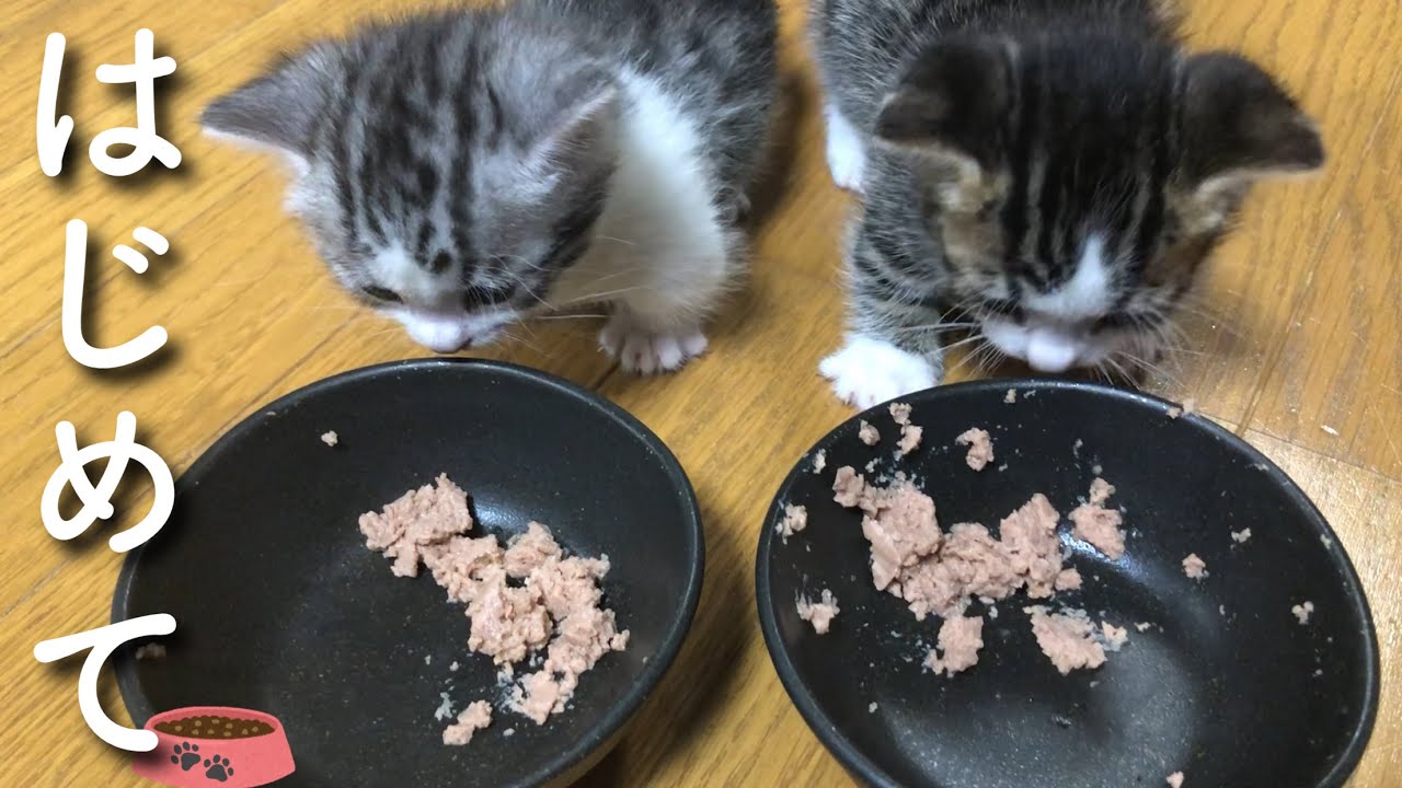 子猫に初めての離乳食をあげた反応がこちらです