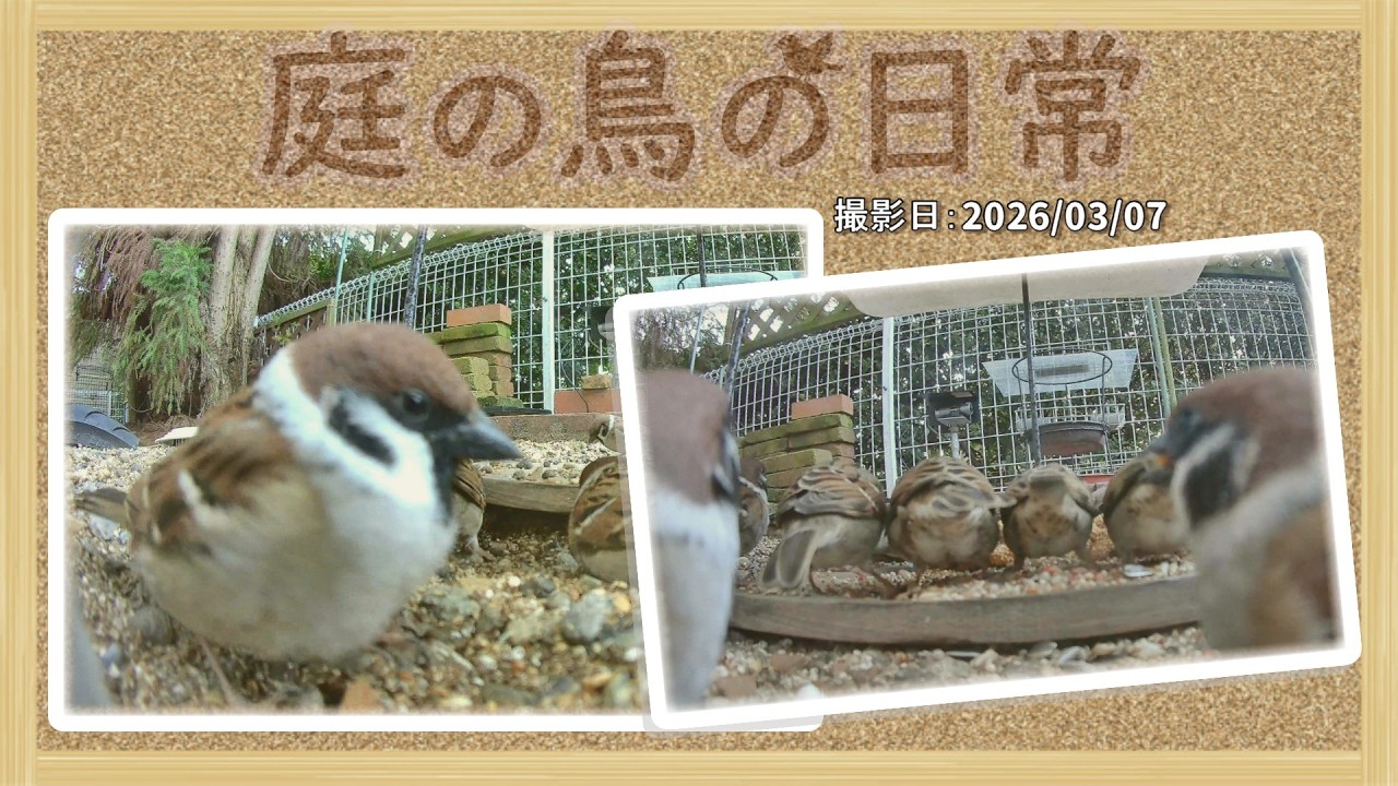 【庭の鳥の日常】(26,03,07) 更に穴掘りが上手になってるスズメ達