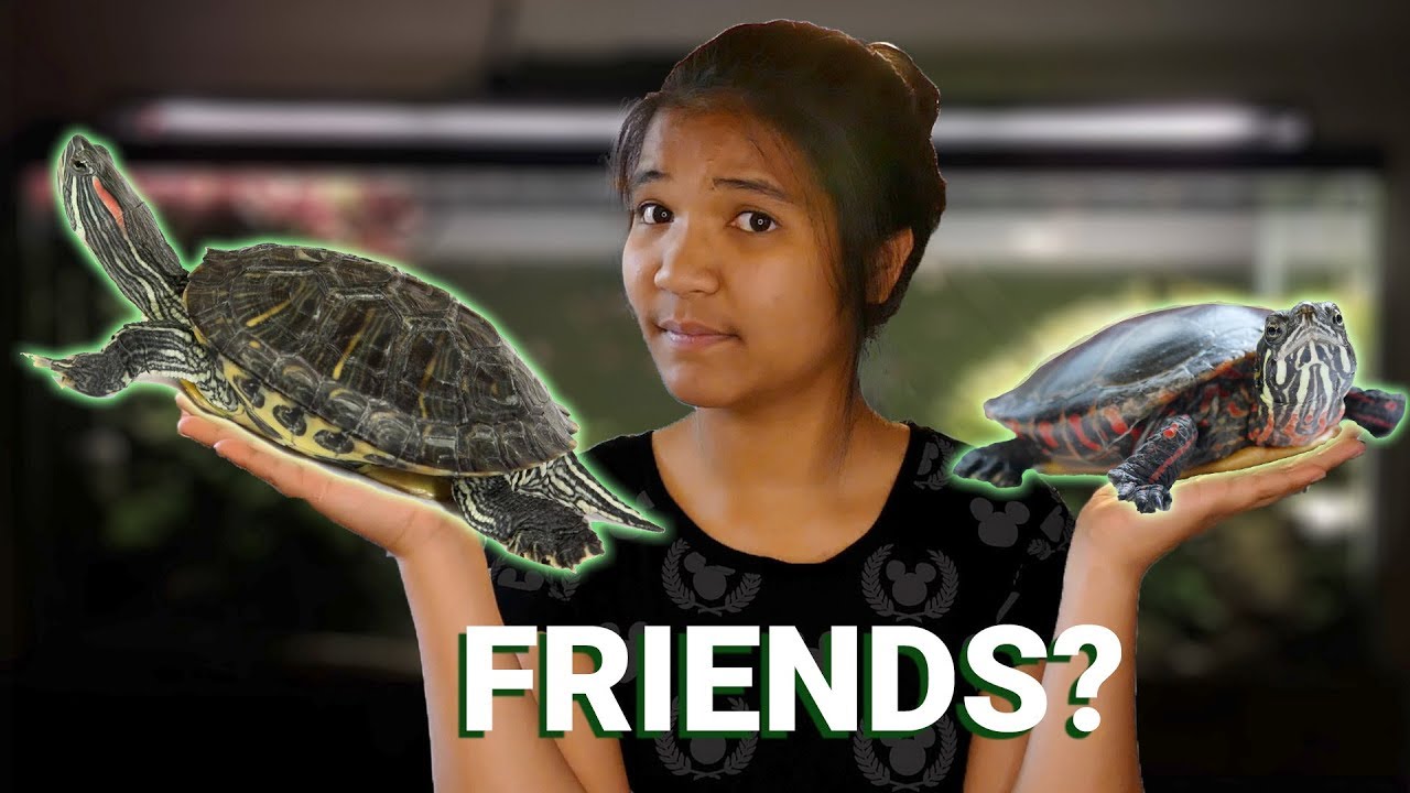 TWO Turtles in the SAME TANK?!? | Turtle Tankmates