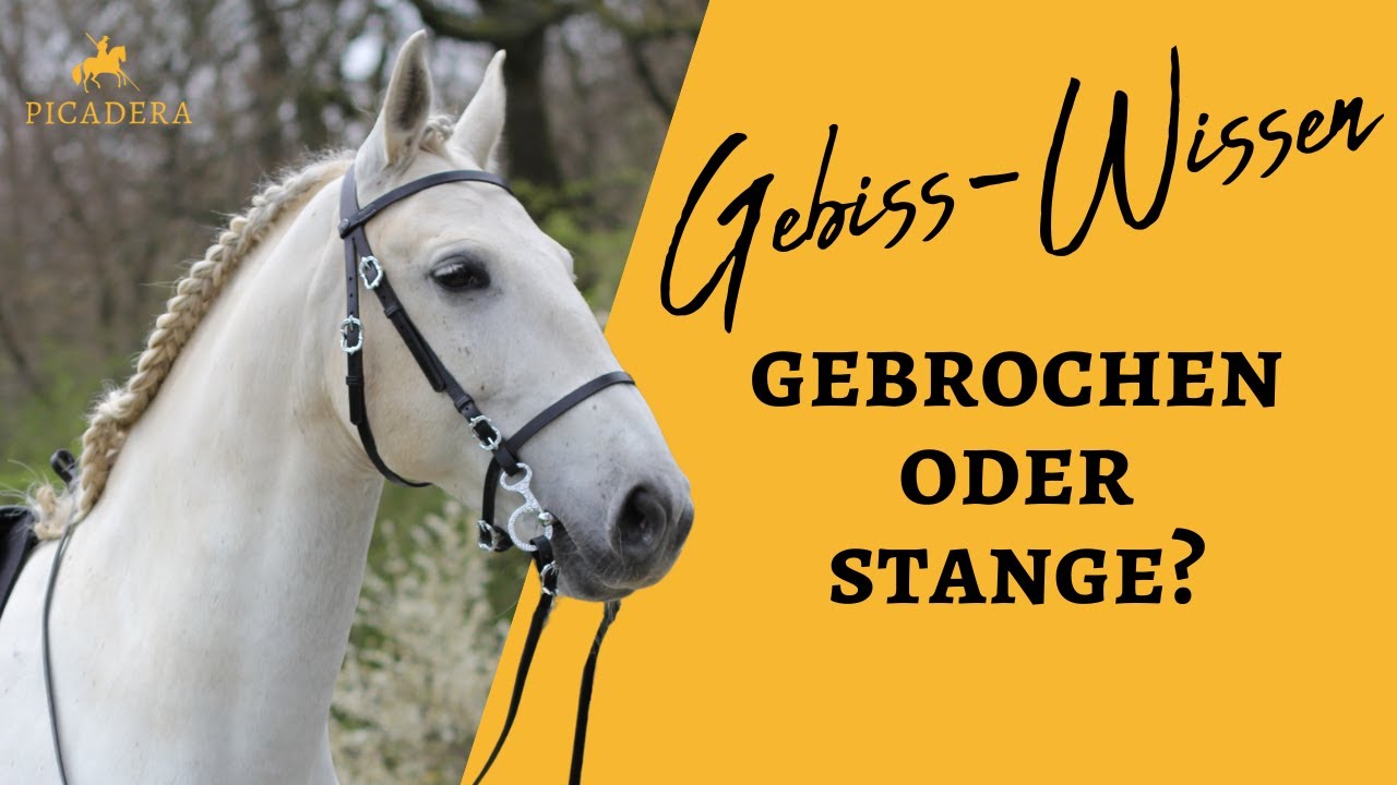 Baucher Gebiss mit Stange oder doch gebrochen 🤔 Das ist der Unterschied!