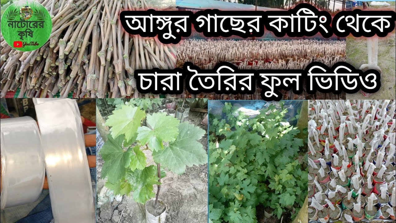 আঙ্গুর গাছের কাটিং থেকে চারা তৈরির ফুল ভিডিও