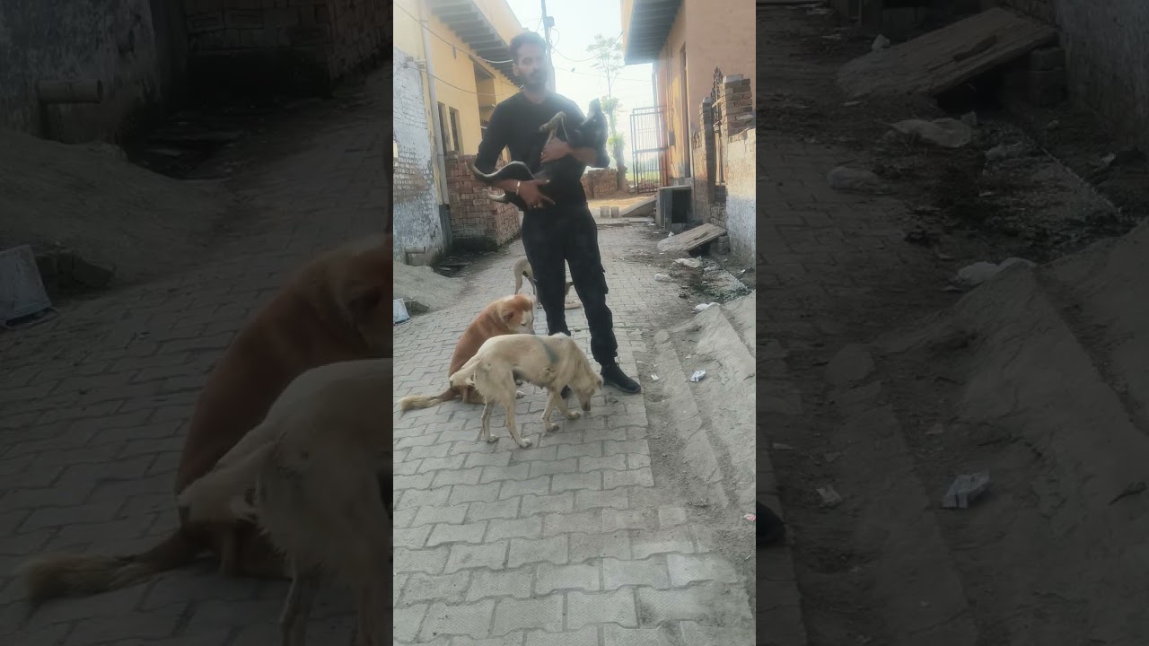 Animals lover help poor dogs 🐶🙏