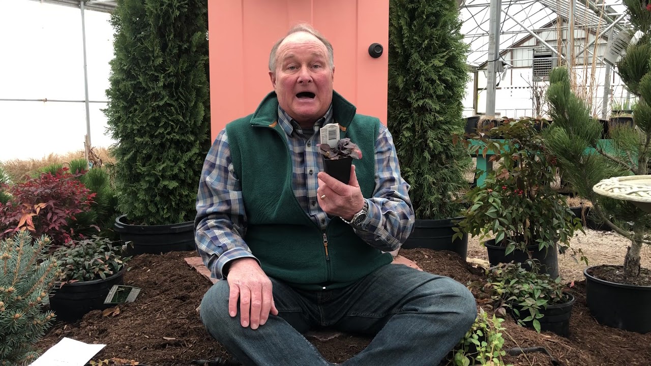 What are the 3 best ground covers?