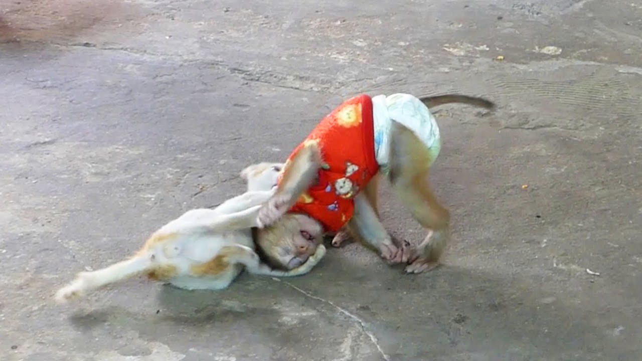 Emotional Love Of Monkey And Cat Playing Very Comfort To Each Other | Donal Love Cat