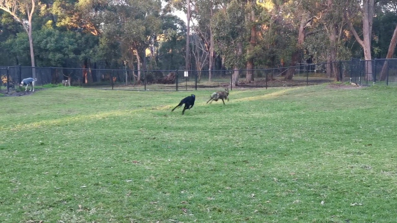 St Ives Showgrounds NSW  Video 2