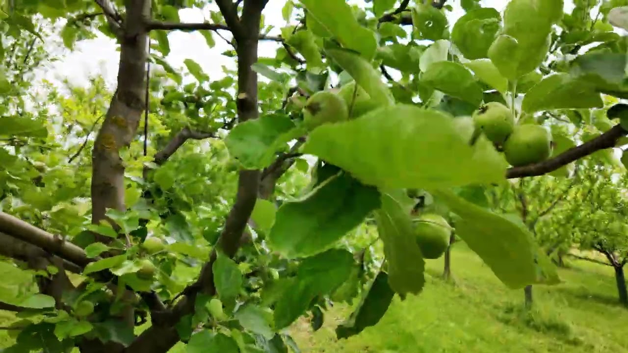 🐛Obaleč jablečný – malý motýl, velký škůdce jabloní: Jak ho rozpoznat a účinně se bránit. Radkův sad