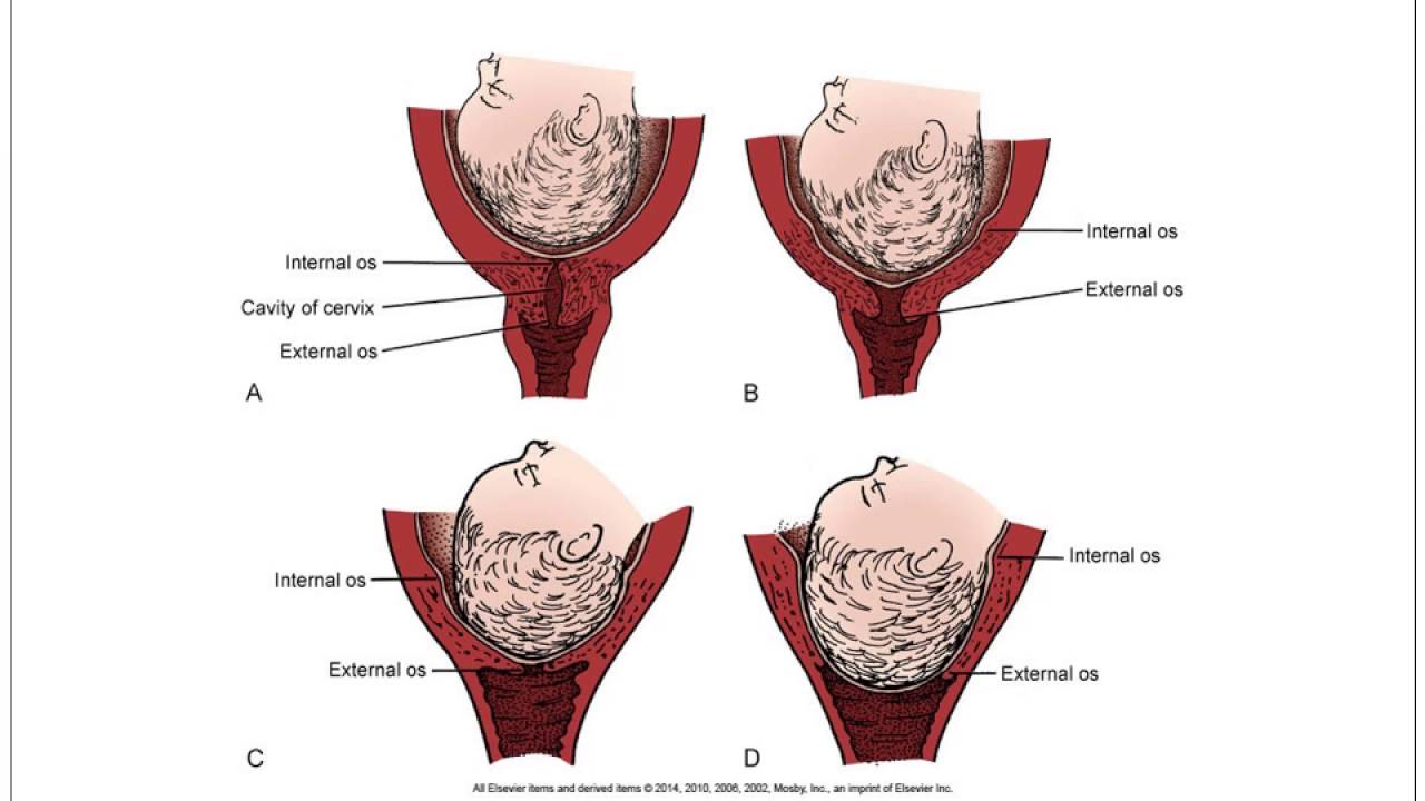 OB Chapter 013 Labor & Birth Process