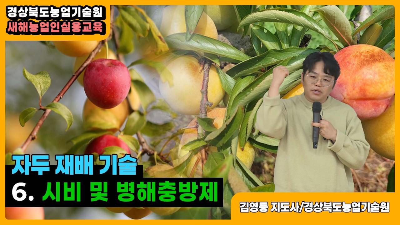자두 재배기술 - 6.시비 및 병해충방제