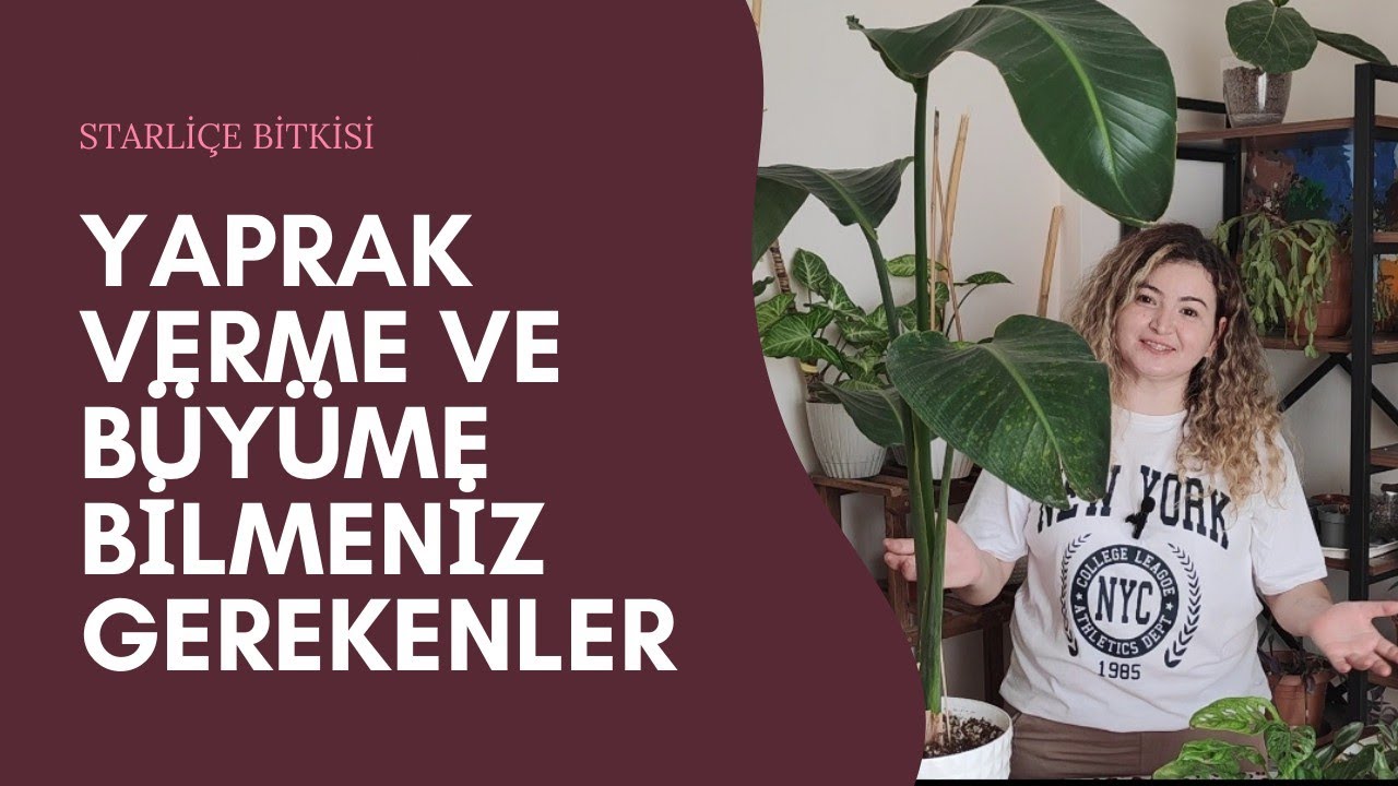 Starliçe Bitkisi Bakımı: Yaprak Verme ve Büyüme Süresi Hakkında Bilmeniz Gerekenler