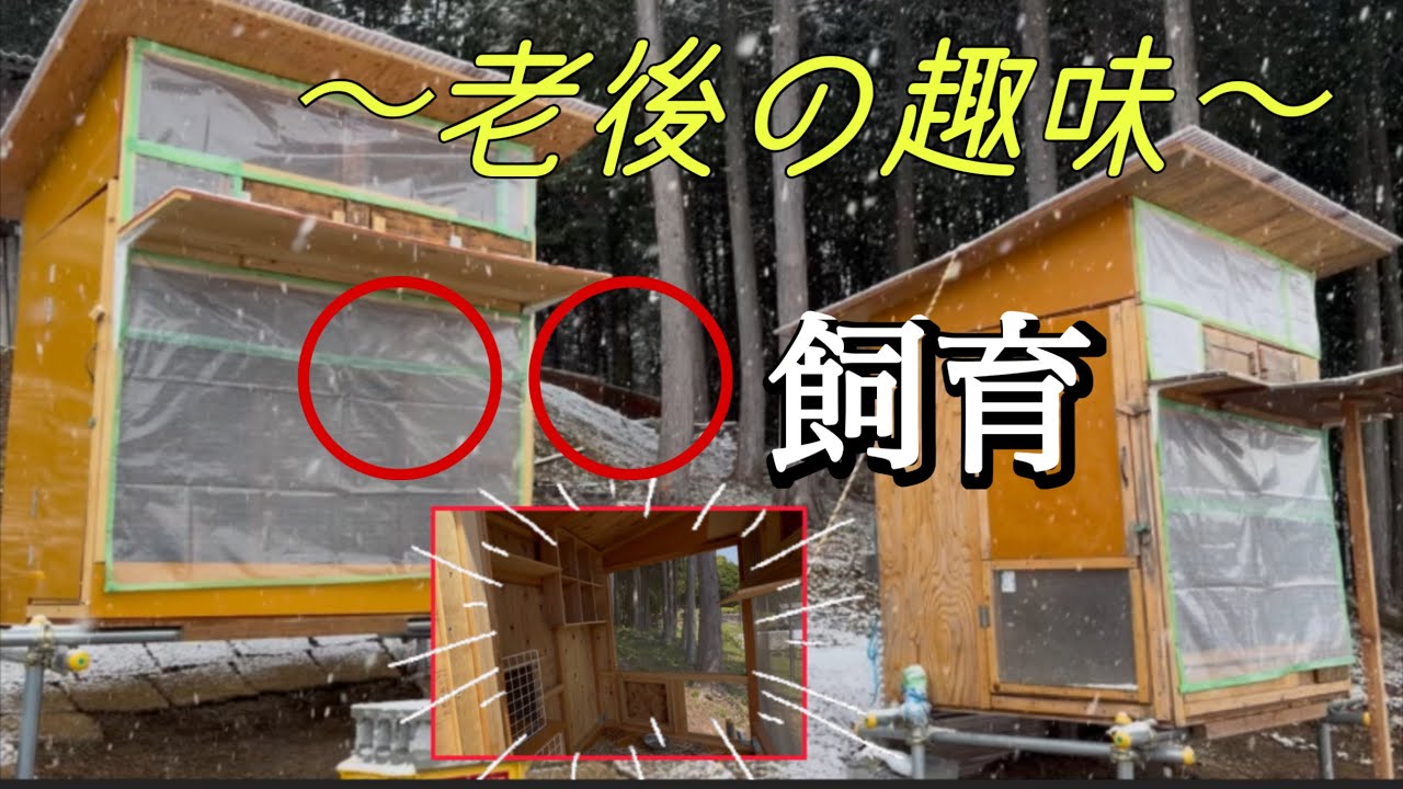 老後を楽しむ親父の趣味・手造りハウス〜ハト飼育生活スタート〜