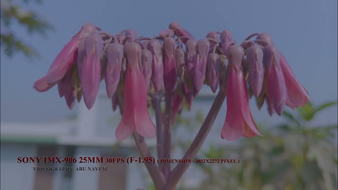Sony IMX-906 (F-1.95) 25MM (4032x2272) | Smartphone Camera Sample | Smartphone Camera Sensor | Sony