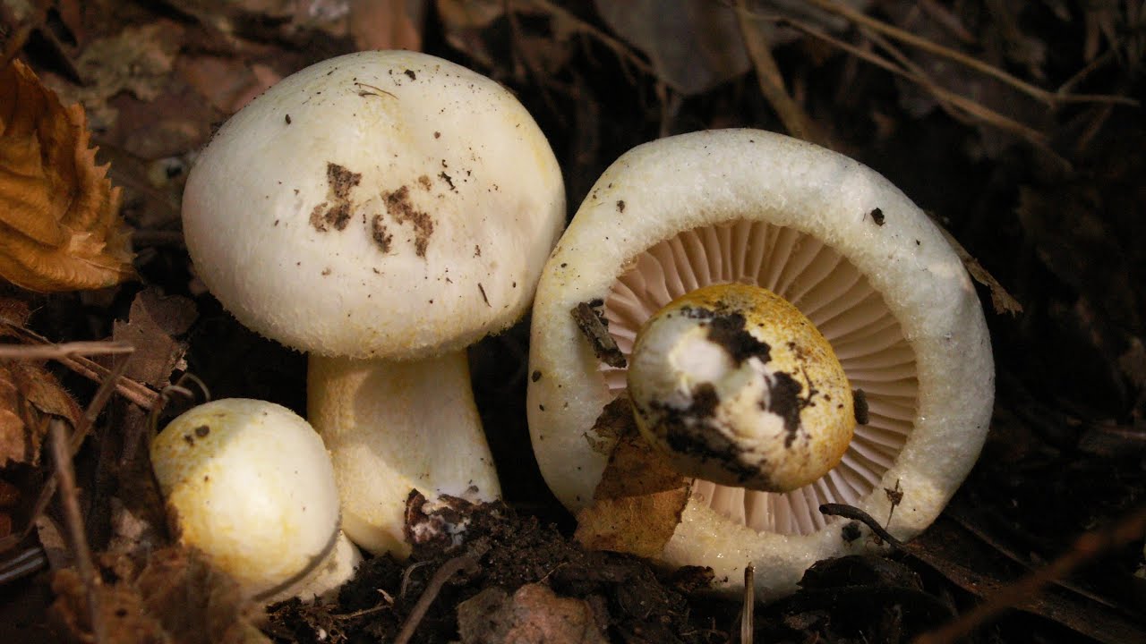 Wodnicha złocista - Hygrophorus chrysodon