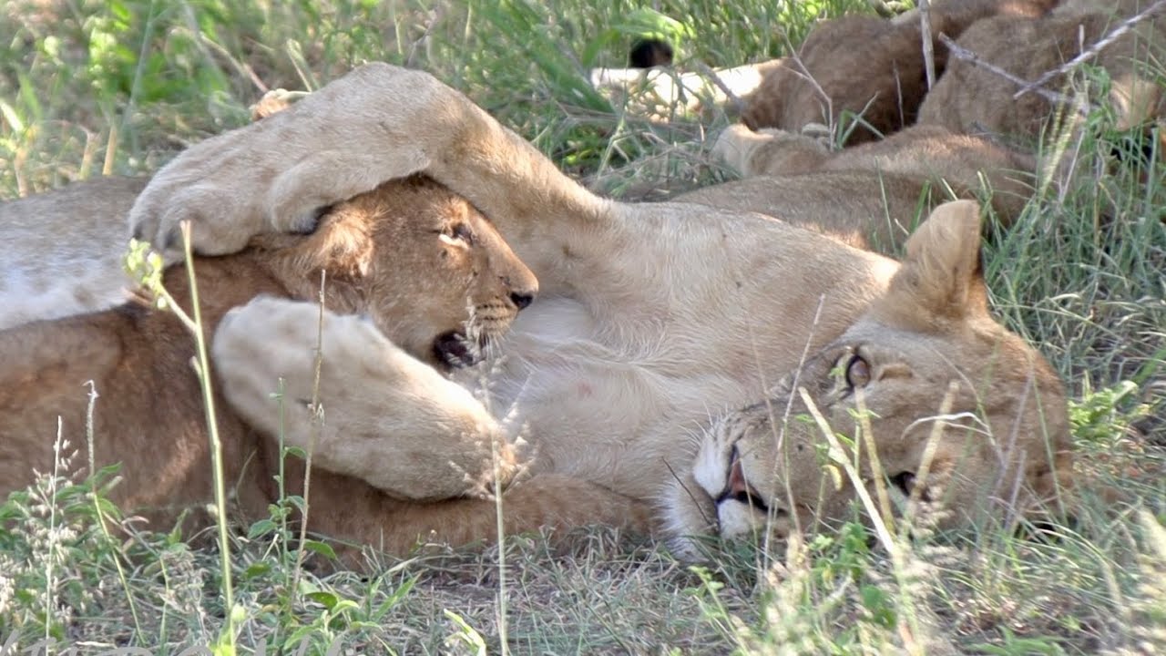 Sweet Interaction between the Giraffe Pride Members on a warm Summers Morning Ep 132