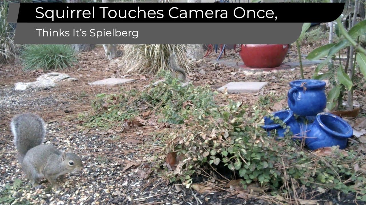 Camera Moved... Artistic Choice By Squirrel #nature