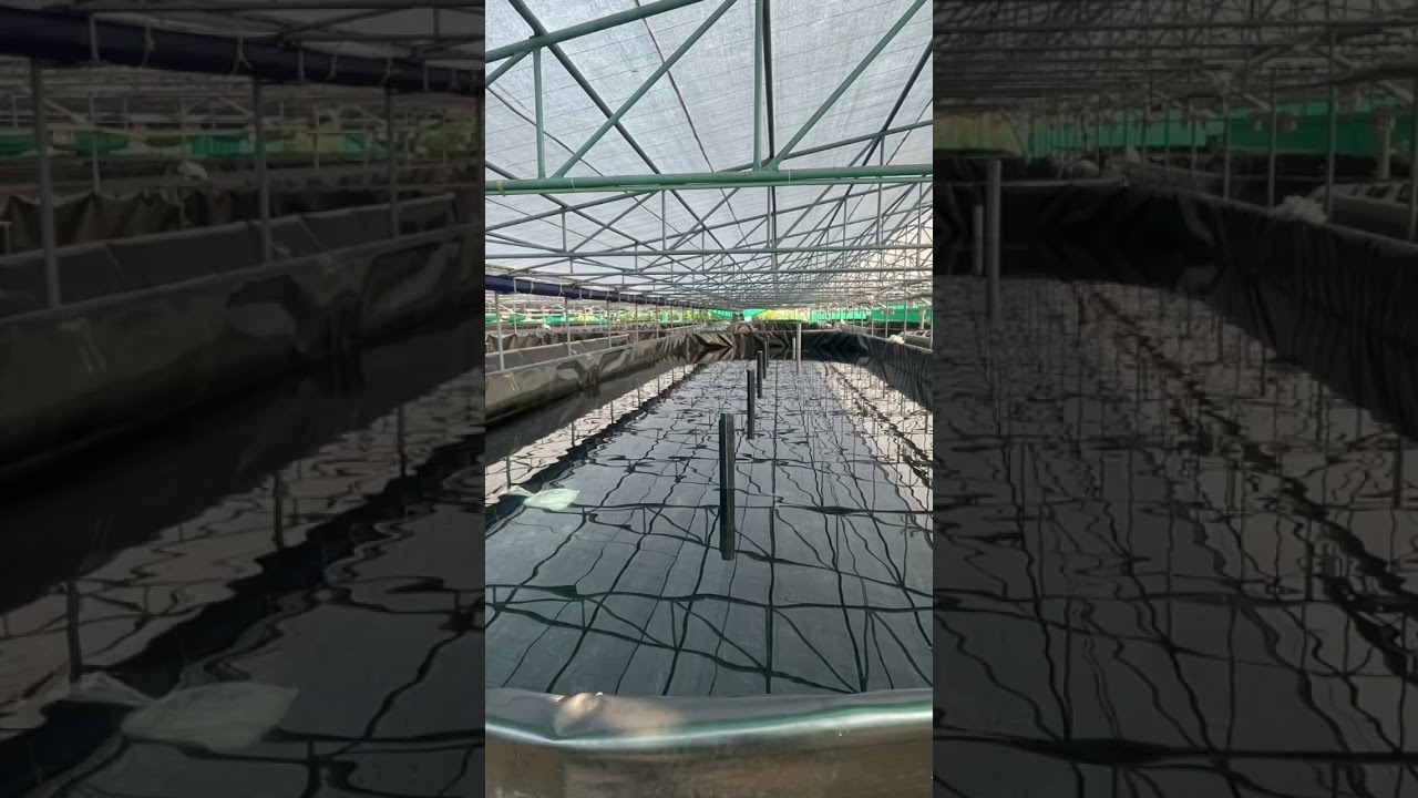 Super-Intensive Shrimp Farming RACE WAY HDPE SHEET NURSERY SIZE 21.5x6.2mtrs18numbers bioflocnursery